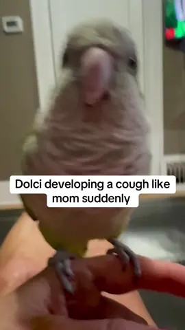 He loves to mimic mom 😀❤️🦜 #quaker #bird #quakerparrots#greenchicken #talkingbird 