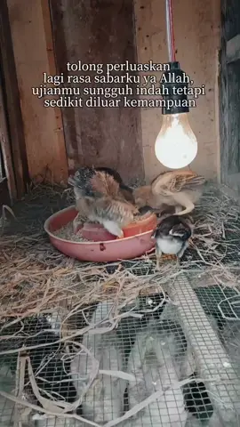 🙂🙂🙂#fffffffffffyyyyyyyyyyypppppppppppp #peternakmuda #foryoupage #fyp #viraltiktok 