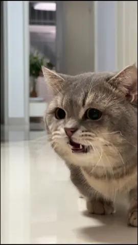 #funnyvideos #funny #cutecat #catsoftiktok 