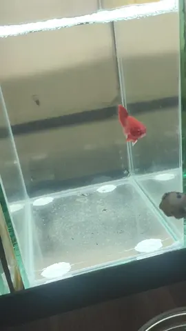 eheeeem 🫰🏻 super red wesley tan/dstu pula  #betta_lover #fyp #fypシ゚viral #betta #bettafish 