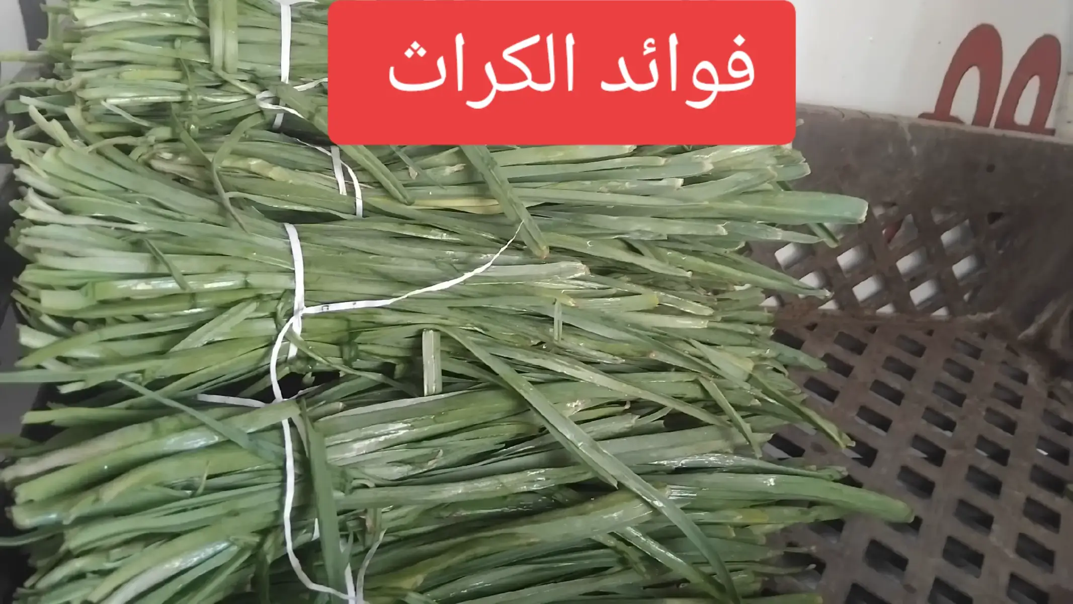 يُعرف الكراث بفوائده المتعددة للصحة، فهو يدعم جهاز المناعة ويقوي العظام لاحتوائه على الفيتامينات والمعادن مثل فيتامين C والكالسيوم. كما يساعد على تنظيم ضغط الدم، وتحسين صحة الجهاز الهضمي بفضل محتواه من الألياف، ويدعم صحة البشرة والشعر. بالإضافة إلى ذلك، يمتلك خصائص مضادة للأكسدة تساعد في مكافحة الالتهابات وتأخير علامات الشيخوخة.  فوائد الكراث الصحية: تقوية المناعة: يحتوي الكراث على فيتامين C، الذي يعزز المناعة ويساعد الجسم على مقاومة الأمراض والجذور الحرة.  صحة العظام: يعتبر الكراث مصدرًا للكالسيوم وفيتامين K، مما يساهم في تقوية العظام والحفاظ على صحتها.  تنظيم ضغط الدم: يساعد البوتاسيوم المتواجد في الكراث على ضبط ضغط الدم، بينما تعمل خصائصه المدرة للبول على تنقية الجسم.  دعم الجهاز الهضمي: غنى الألياف في الكراث يعزز نمو البكتيريا النافعة في الأمعاء ويساعد في تحسين حركة الأمعاء ومنع الإمساك.  مكافحة الالتهابات: خصائص الكراث المضادة للالتهابات ومضادات الأكسدة تساهم في تقليل خطر الالتهابات المزمنة في الجسم.  صحة الجلد والشعر: يساهم فيتامين A والخصائص المضادة للأكسدة في الكراث في تحسين صحة الجلد، ويمنح البشرة النضارة، ويقوي جذور الشعر.  تعزيز الصحة القلبية: يحتوي الكراث على الفلافونويدات التي تساعد في تحسين الدورة الدموية، وتخفيض نسبة الكوليسترول الضار، وتقوية الأوعية الدموية.  المساعدة في فقدان الوزن: نظرًا لانخفاض سعراته الحرارية وغناه بالألياف والماء، يساعد الكراث على الشعور بالشبع وتقليل الشهية.  تعزيز وظائف الدماغ: تشير الأبحاث إلى أن مركبات الكبريت في الكراث قد تحمي الدماغ من التدهور المرتبط بالعمر وتحسن الذاكرة.  #CapCut  #الخميس 