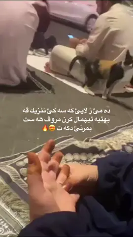 😍❤️‍🔥#duhok_zaxo_amedi_semel_akre #دهوك_زاخو_سليماني_ئاكري_ئامیدی_هولیر 