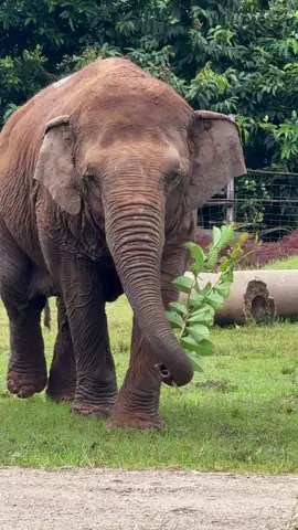 Beautiful and clever Grandma D Max makes good use of her newly found branch  swatting away insects and fanning herself with ease. 🌿🐘 คุณยายดีแม็กซ์ ผู้ทั้งสวยและฉลาด รู้จักใช้กิ่งไม้มาประดิษฐ์เป็นพัดส่วนตัว เอาไว้โบกปัดไล่แมลงจากตัวเธอค่ะ #SaveElephantFoundation  #มูลนิธิอนุรักษ์ช้างและสิ่งแวดล้อม #Elephant #ElephantRescue 