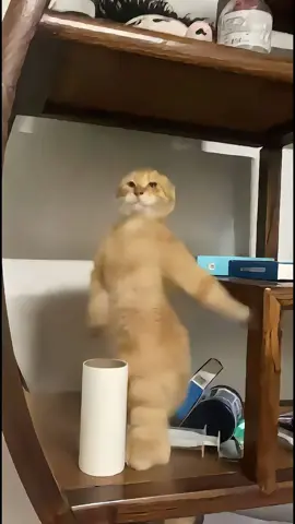 💃👀#cat #funny #dance #funnyvideos 