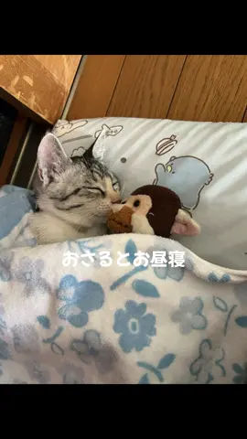 子猫保護30日目 昨日の投稿にたくさんのコメントありがとうございます😭 全ての人に返信したと思いますが抜けがあったらごめんなさい🙇‍♀️ つゆちゃんのことを考えてくださる皆さんに感謝です🥹💓 つゆちゃんのこれからの猫生が幸せいっぱいになるよう 人間は素敵な里親さん探しをがんばります🫡 #子猫 #猫 #子猫のいる生活 