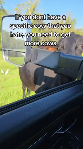 She makes good calves though so shes staying here for awhile #cow #livestock #cattle #cow #cowtok 