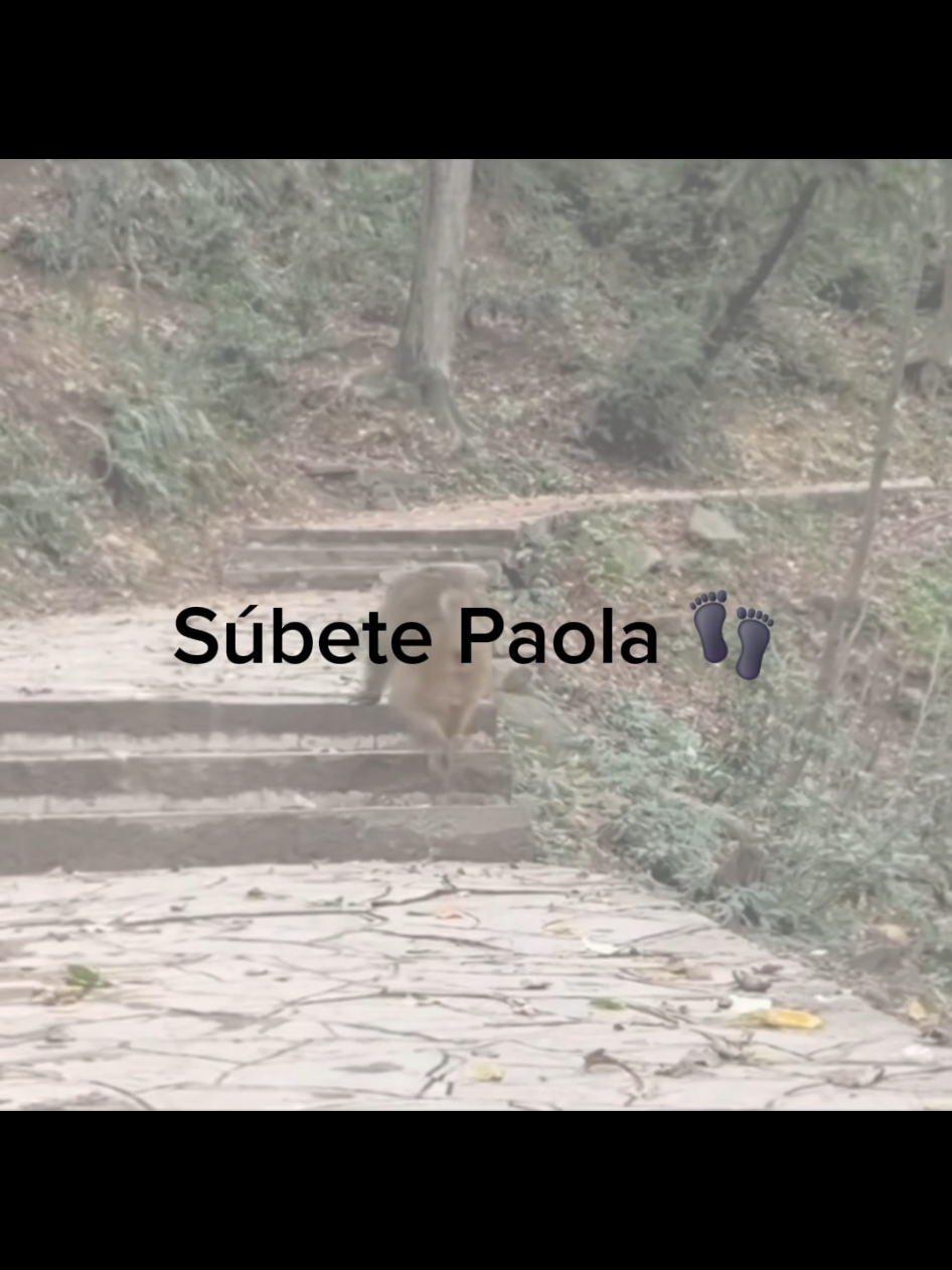 Súbete Paola 👣 #monitos #monkeys #subetepaola