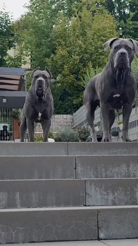 #ermincosic #canecorsoitaliano #canecorso #foryou #videoviral 