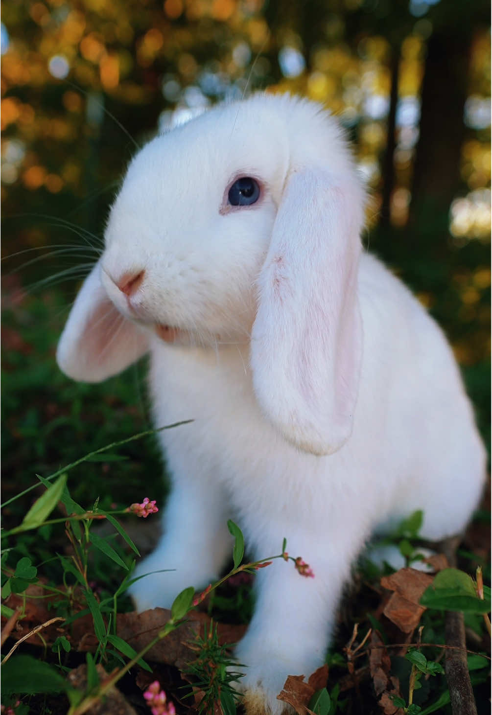 Dad Jokes told to a Holland Lop Rabbit #rabbit #hollandlop #funnyanimals #nature #dadjokes