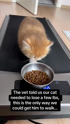 This would work on me too tbh 🤣🤣 #RoadTo19M #Pubity #cats  (Via: Collab)
