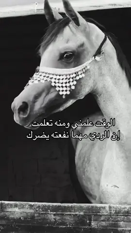 #خيل_وخياله🐎 #viral #fyp #اقتباسات #اكسبلورexplore 