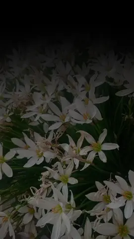 capcut.خودايه ده سته كانم به رز ده كه ينه وه و ليت ده پارينه وه خودايه ليمان خؤش بيت و له ئاگرى دؤزخ به دوورمان بى خى🖤🥀.لايك.فؤلؤ.كؤمينت.ئه كتيڨى بكه ن.