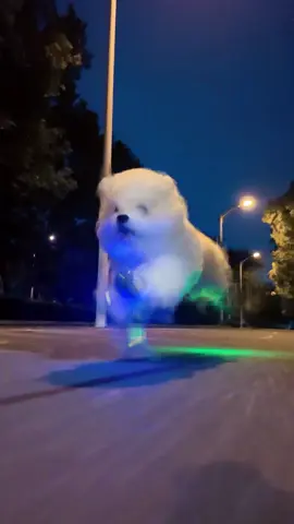 #cute #dog #dogsoftiktok #dogvideos #funny 