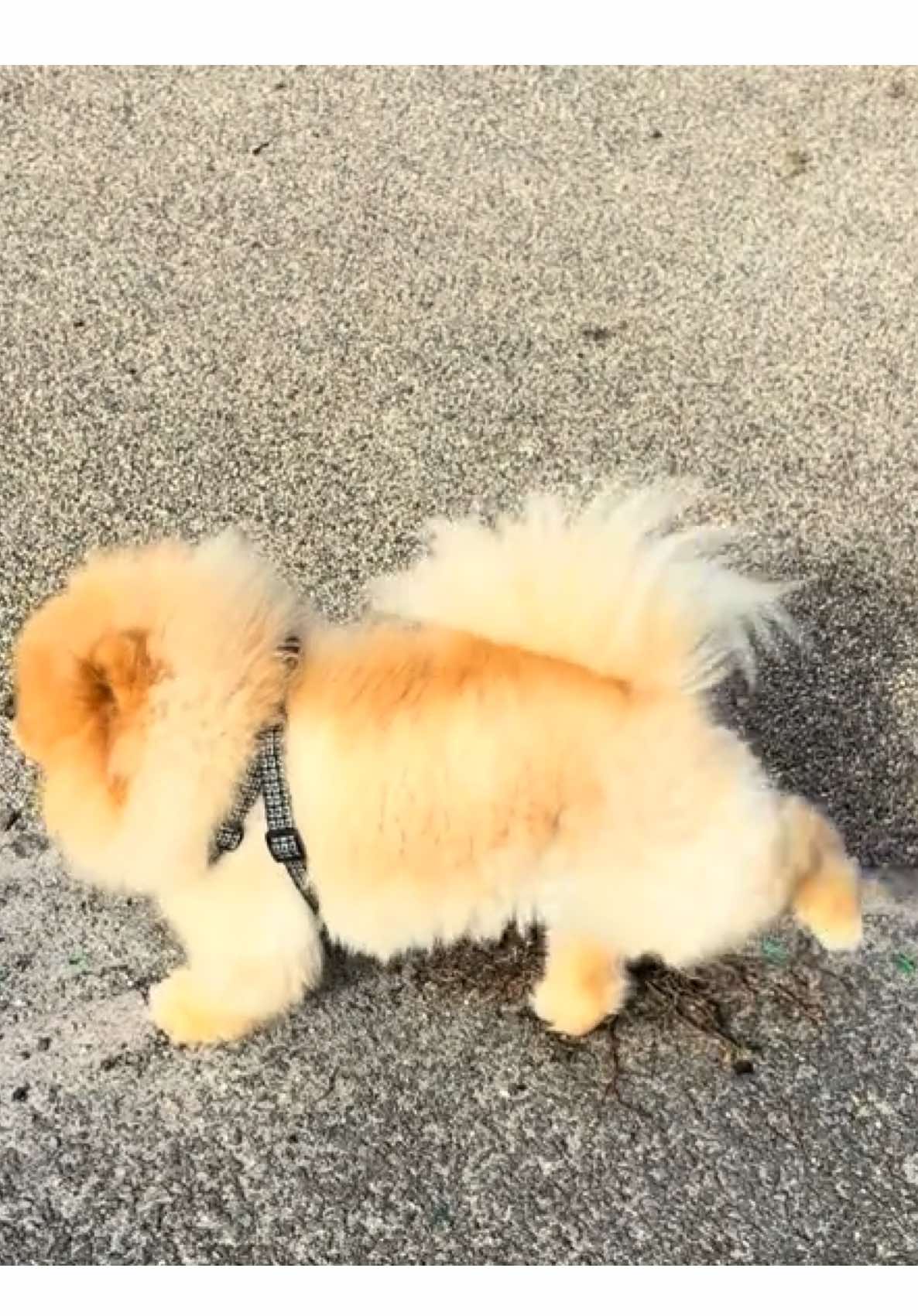 #foryoupage❤️❤️ #pov #fyp #cutedog #funnytiktok 