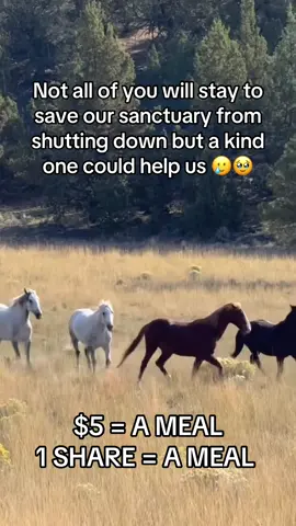 Not all of you will stay to save our sanctuary from shutting down but a kind one could help us 🥲🥹 #savehorses #animalsoftiktok #horselovers #horsesofinstagram #vetbillfundraiser 