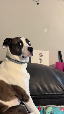 Caoimhe is having a temper tantrum because her daddy dared to leave to go to the store. So rude 😂 #dog #dogsoftiktok #dogsofttiktok #dogmom #doglover 