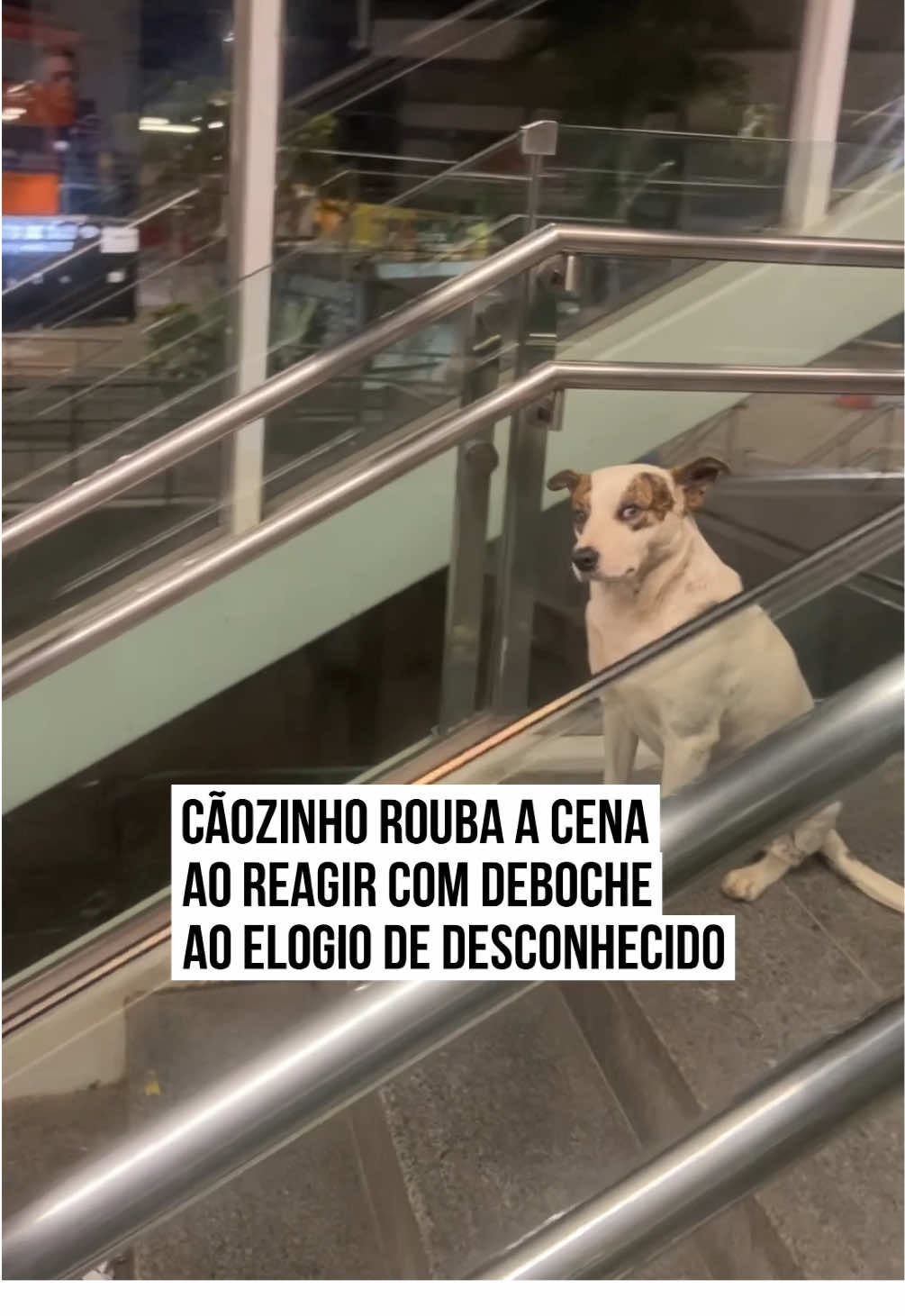 🐶💘 Um momento inusitado e hilário chamou a atenção nas #redes: enquanto subia uma escada rolante, um rapaz resolveu puxar papo com um #cachorro que estava por perto. Todo simpático, ele soltou um “gostoso!” e ainda mandou um #beijo pro pet. Mas o que ele não esperava era a resposta fria e direta: o dog simplesmente ignorou sem nem virar o focinho! A “indiferença canina” rendeu boas risadas na internet e virou aquele tipo de vídeo que todo mundo compartilha com a legenda “eu tentando flertar em 2025”. #TikTokNotícias 📹 @oficialakkira  | @myhoodbr