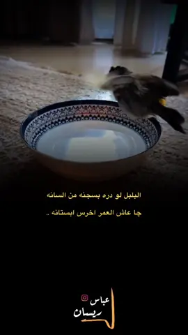 لاشِيء يضاهُي رقِة الأيامّ الهُادئة .