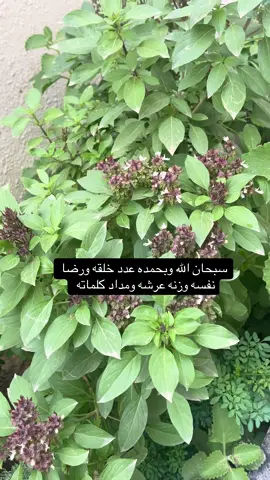 ‏مساكم الله بالخير والفرح والمسرات متابعيني الله يسعدكم جميعا سبحان الله العظيم وبحمده عدد خلقه ورضا نفسه وزنة عرشه ومداد كلماته 