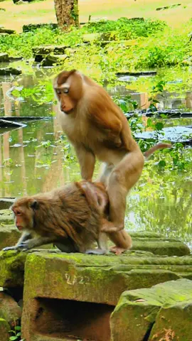 hooo!!!!😆🤪 #animals #tiktokamzing #creatorsearchinsights #LIVEMonetization #monkeytiktok 