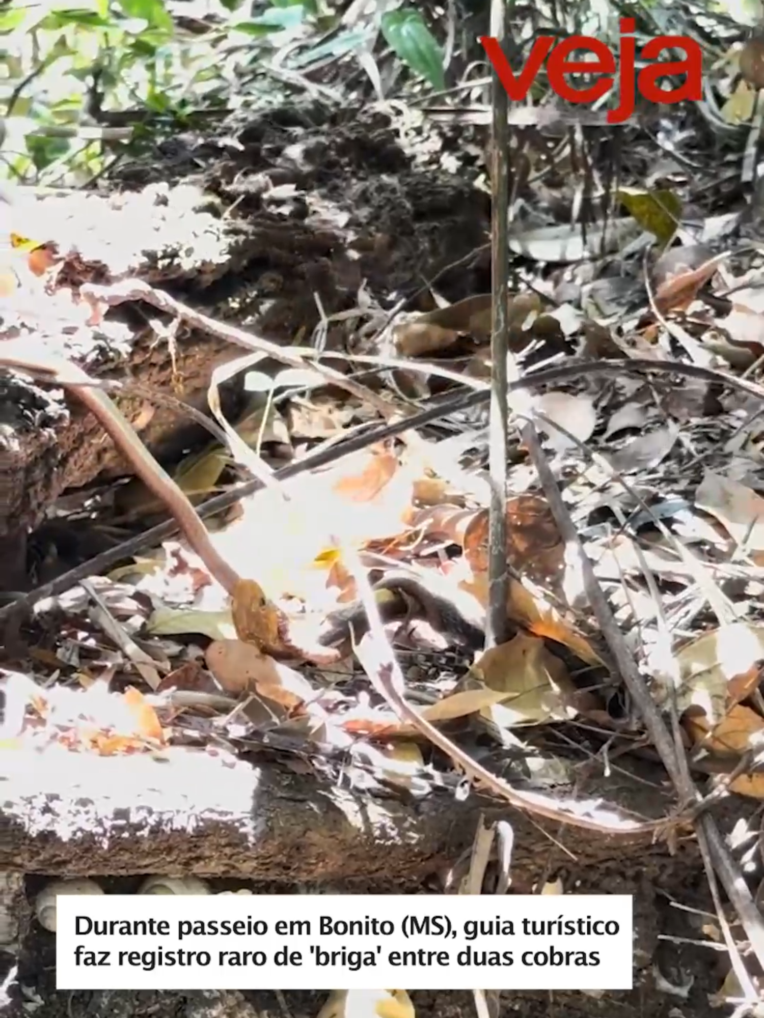 O guia turístico Célio Araújo impressionou seus seguidores no último sábado, 27, ao compartilhar o registro de uma briga entre duas cobras no Rio Sucuri, em Bonito, no Mato Grosso do Sul. O vídeo mostra o momento em que uma caninana tenta se enrolar em uma cobra um cipó, a fim de se alimentar. Saiba mais em #VEJA. Imagens: Reprodução/Internet #cobras #matogrossodosul #natureza