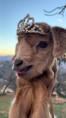 #mygoat🥰❤️🐐🤤 #goat #goatlove #chèvres 