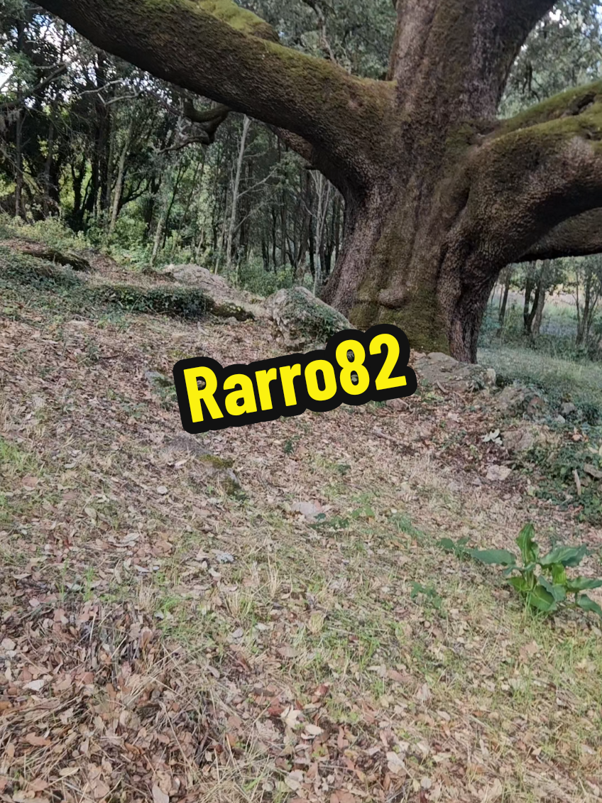 #sardegna #porcino #natura #