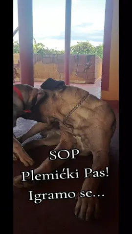 Srpski Odbrambeni Pas – Plemićki Pas! Svom gospodaru veran i odan do smrti. Izuzetan karakter ove rase razlikuje je od svih drugih pasa. Ovi psi nisu poslušni zato što su dresirani – oni su poslušni po svojoj prirodi. Mirni su i staloženi, bez nepotrebnih ispada. U deliću sekunde reaguju na ulazak uljeza. Ne dozvoljavaju nikome da se približi njihovom gospodaru (svaki član porodice, odnosno ukućanin, za njih je gospodar). Napadaju bez upozorenja svakoga ko na bilo koji način ugrozi njihovog gospodara (mahanje rukama, povišen ton, ili previše blizak prilazak). To nisu ovčarski psi koji laju i lutaju unaokolo – oni mirno leže i budno prate svaki pokret. Srpski Odbrambeni Pas (kao što mu samo ime kaže) ima urođeni instinkt da štiti svog gospodara. Ne čeka komandu – reaguje na najmanji znak da je gospodar ugrožen. Zbog svoje snage i odlučnosti, ovu rasu čuvaju isključivo ozbiljni ljudi, koji su u stanju da se na pravi način brinu o psu. Najvažnija potreba ove rase je ljubav njenog gospodara. Oni to osećaju – i uzvraćaju na najlepši mogući način.