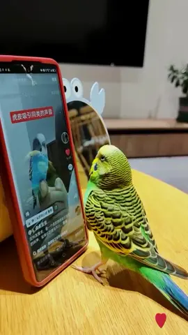 #smartbirds🐦🐦 #loveparrots❤️❤️❤️❤️😀😀🦜🦜 #lovebirds❤️❤️ #lovebirds😍 