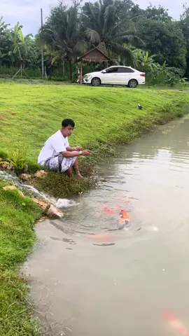 ความสุขอยู่รอบๆตัวเรา #ปลาคราฟน่ารัก🐠🐟 #บ้านสวนภัทรหลิน🏡🍀🐟🐷 