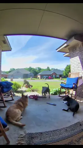 When you say “mom’s coming” and the dog panics instantly 😂🐶 #FunnyDogs #DogLife #DogReactions #ScaredyDog #DogComedy 