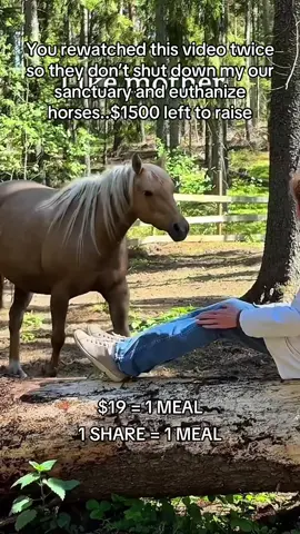 You rewatched this video twice so they don’t shut down my our sanctuary and euthanize horses..$1500 left to raise#fyp #goviral #sanctuary #horse #london 