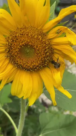 🌻🐝 