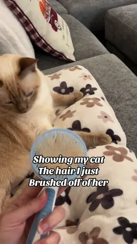 My little weirdo #cat #catsoftiktok #PetsOfTikTok #weirdcat #cats 