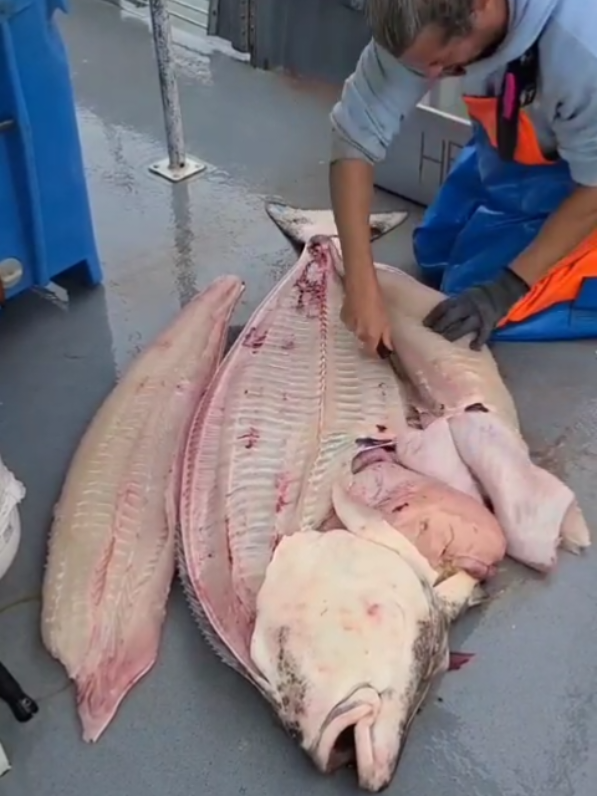 #bigassfish #Patricio #halibut #fillet 