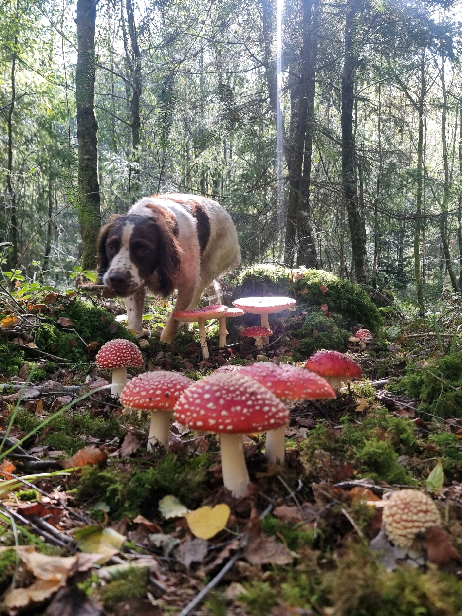 🍄🍄🍄✨️🧚‍♀️Fly Agaric Fairytale Fungi Frenzy!🧚‍♀️✨️🍄🍄🍄💚🏴󠁧󠁢󠁷󠁬󠁳󠁿 #💚 #flyagaric #forest #nature #magic 