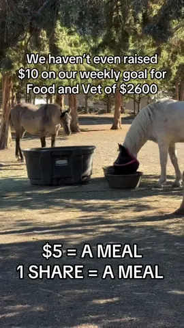 We haven’t even raised $10 on our weekly goal for Food and Vet of $2600 #savehorses #sanctuarylife #horserescue #horsesofinstagram #horsesoftiktok 