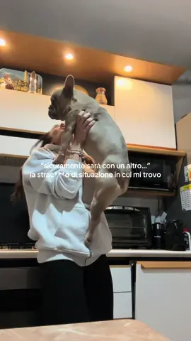 choco non è stato obbligato a fare questo video😂  #funny #higschoolmusical #song #frenchie #cane 