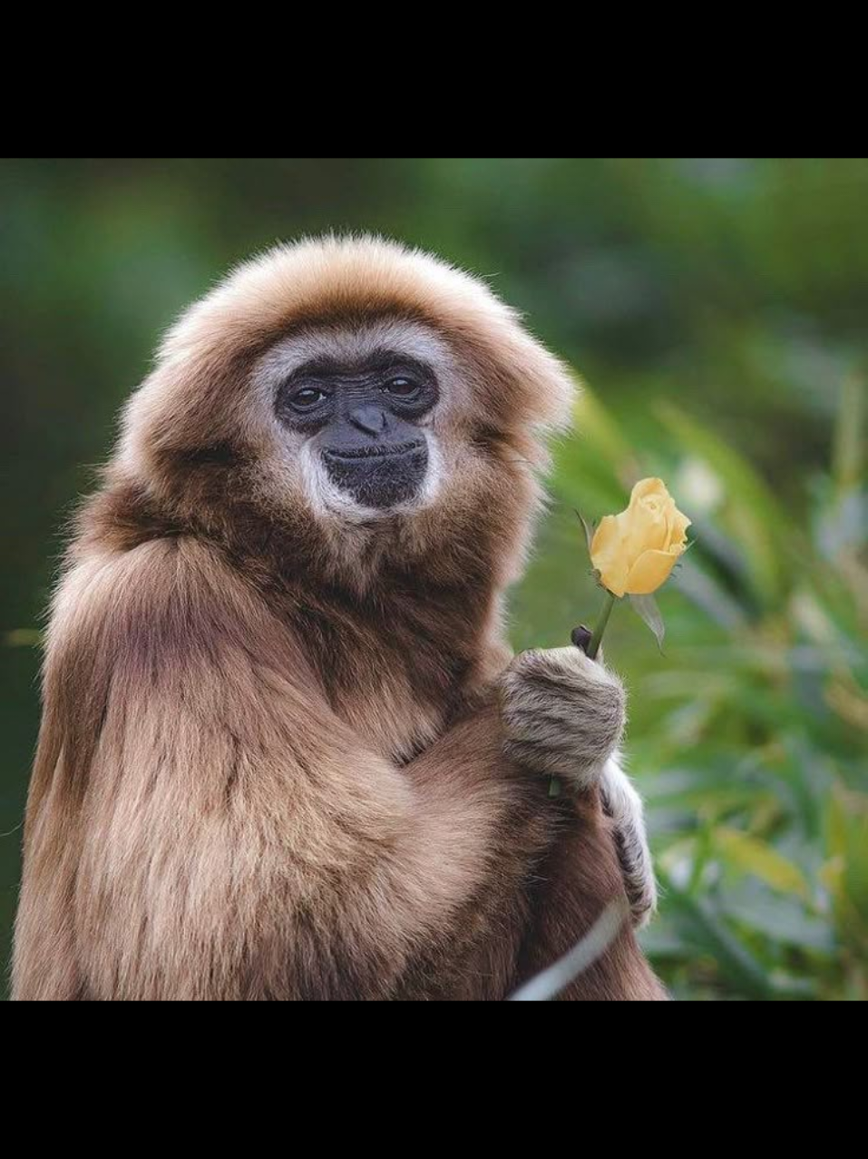 monkey #monkey #yay #meow #monkey #epic 
