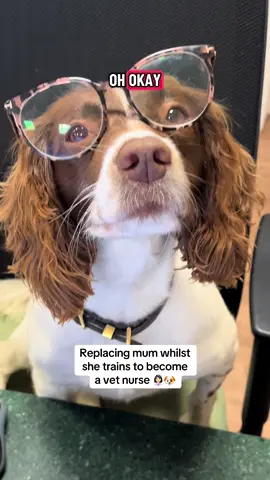 New receptionist training at @vetsforpetscambridge. Replacing mum whilst she trains to be a vet nurse! #dogtok #spaniel #vetnurse #vetreceptionist #funnydog 