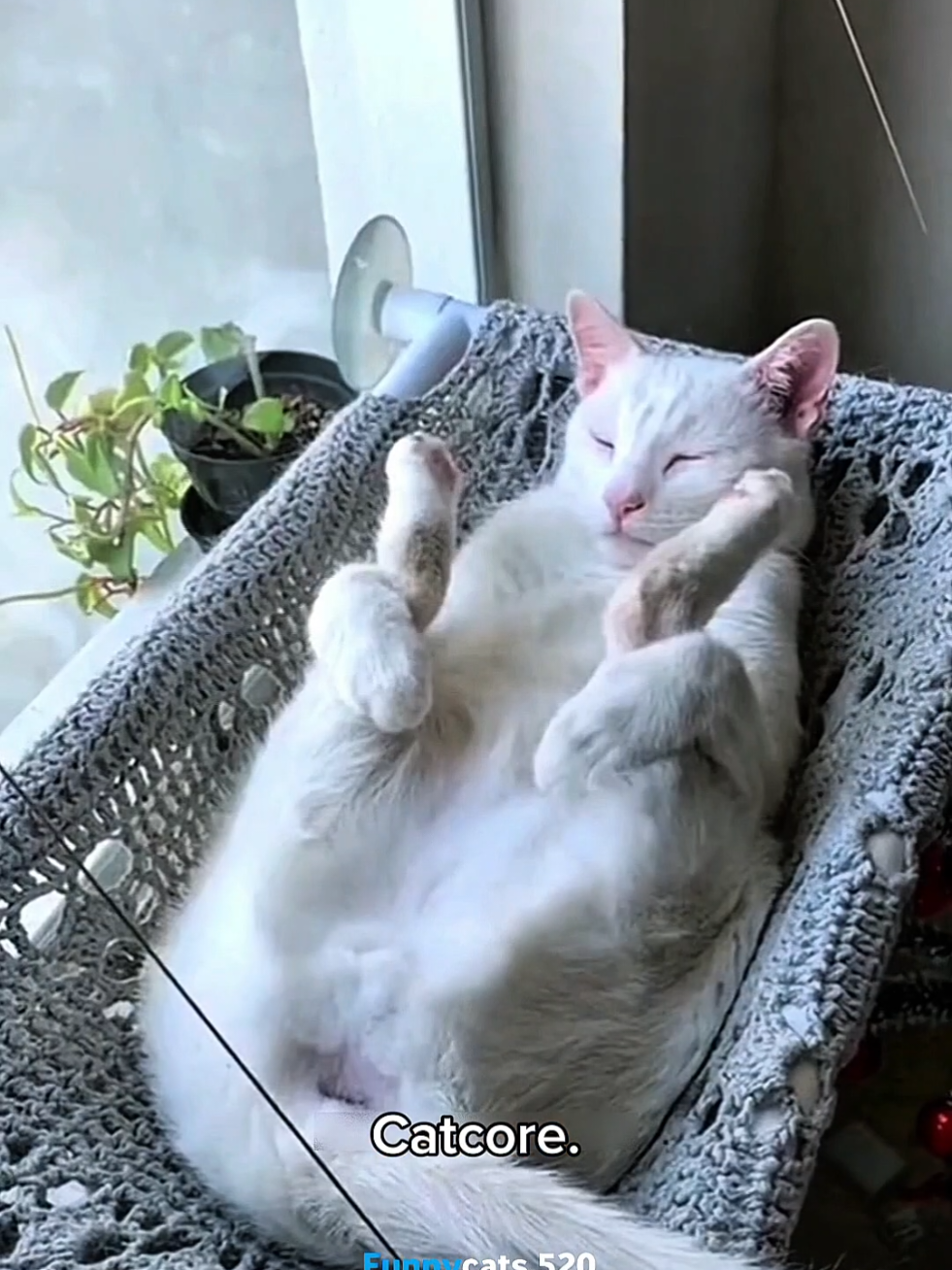 Sleeping Cat 2.0 🤣🤣 #catsoftiktok #cats #funnycat #fyp #cutecat 