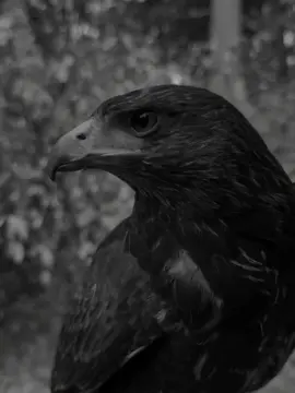 beshak.💯🦅.         #foryou #trending #dark0077133 #unfrezzmyaccount #CapCut 