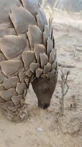 mag,gau is finally turning a corner after 3 long mouth of grueling rehabilitation his pneumonia has subsided and we couldn't the more relived  pneumonia is sadly common in rescued pangolin, often a result of poor nutrition dehydration, parasites when they've been held without  food or water. until their body stablize, even their cells struggle to retain fluid. #wildlife #animals #viralvideo 