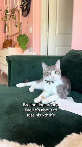 Like god forbid a girl laugh. 🙄 #funnycats 