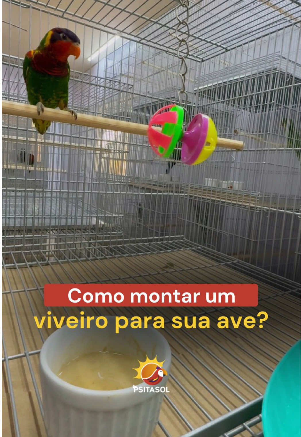 Montar o viveiro certo faz toda a diferença para o bem-estar da sua ave pet 🦜✨ Brinquedos coloridos, poleiros variados e espaços para explorar ajudam a manter a ave ativa, curiosa e saudável. E aí, qual ave você quer ver montando o viveiro na próxima vez? Comenta aqui! 👇 #psitasol #criatorio #criadourocomercial #criatoriocomercial #aves 