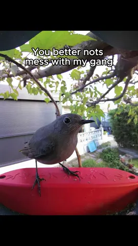 Not this again 😱😱😱 #birdbuddy #evillarry #funnyanimals 