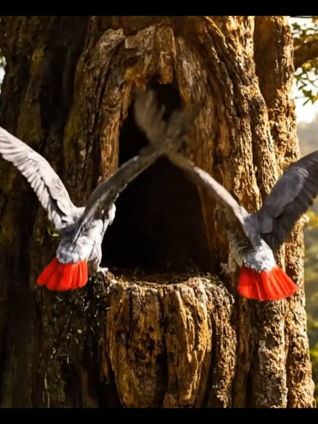 African Grey Parrots Going To Home #parrot #pet #birds #bird #africangreyparrot #BirdWatching #ai