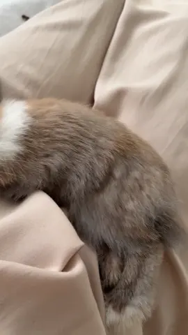 Little baby 🩷 #rabbitsoftiktok #rabbit #bun #bunny 