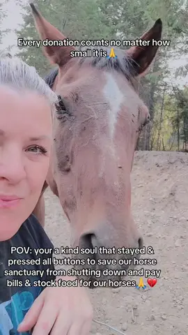 POV: your a kind soul that stayed & pressed all buttons to save our horse sanctuary from shutting down and pay bills & stock food for our horses🙏💔#fyp #trend #fyppppppppppppppppppppppp #sad #viral #fypシ #viralvideo 