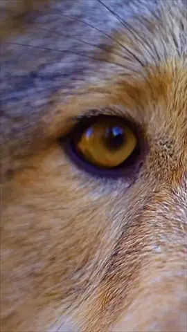 Silas had to hop on the trend #oceaneyes #trend #wolf 